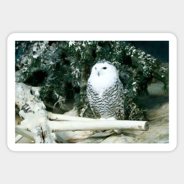 Snowy Owl Sticker by jwwallace